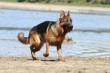 BERGER ALLEMAND 655